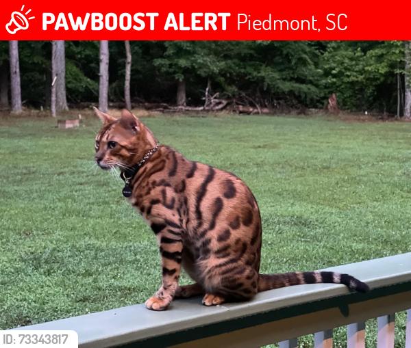 Lost Male Cat last seen Near I185 exits, Piedmont, SC 29673
