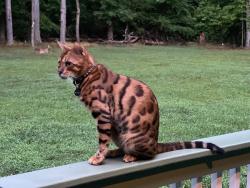 Lost Male Cat last seen Near I185 exits, Piedmont, SC 29673