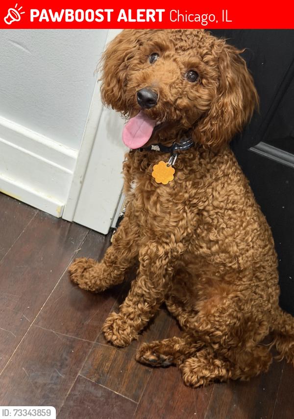 Lost Male Dog last seen 111th Ashland, Chicago, IL 60643