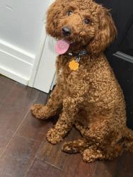 Lost Male Dog last seen 111th Ashland, Chicago, IL 60643