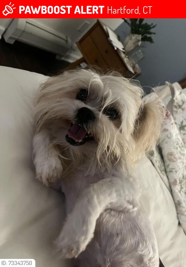 Lost Male Dog last seen Hillside Ave and Zion strett, Hartford, CT 06106