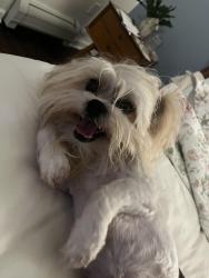 Lost Male Dog last seen Hillside Ave and Zion strett, Hartford, CT 06106