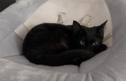 Lost Male Cat last seen Lillian Terrace, Knox square across from the Hoover Met, Hoover, AL 35244