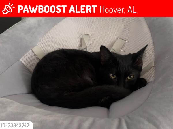 Lost Male Cat last seen Lillian Terrace, Knox square across from the Hoover Met, Hoover, AL 35244