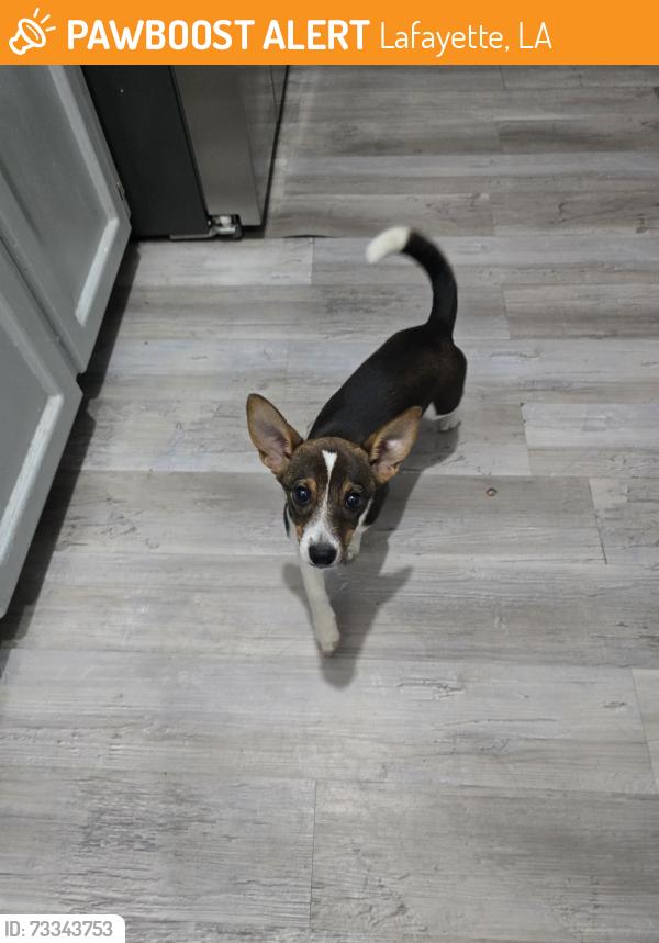 Found/Stray Female Dog last seen Gerald dr, Lafayette, LA 70503