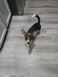 Found/Stray Female Dog last seen Gerald dr, Lafayette, LA 70503