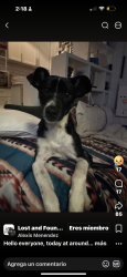Lost Female Dog last seen Near street and 79 street, Miami, FL 33150