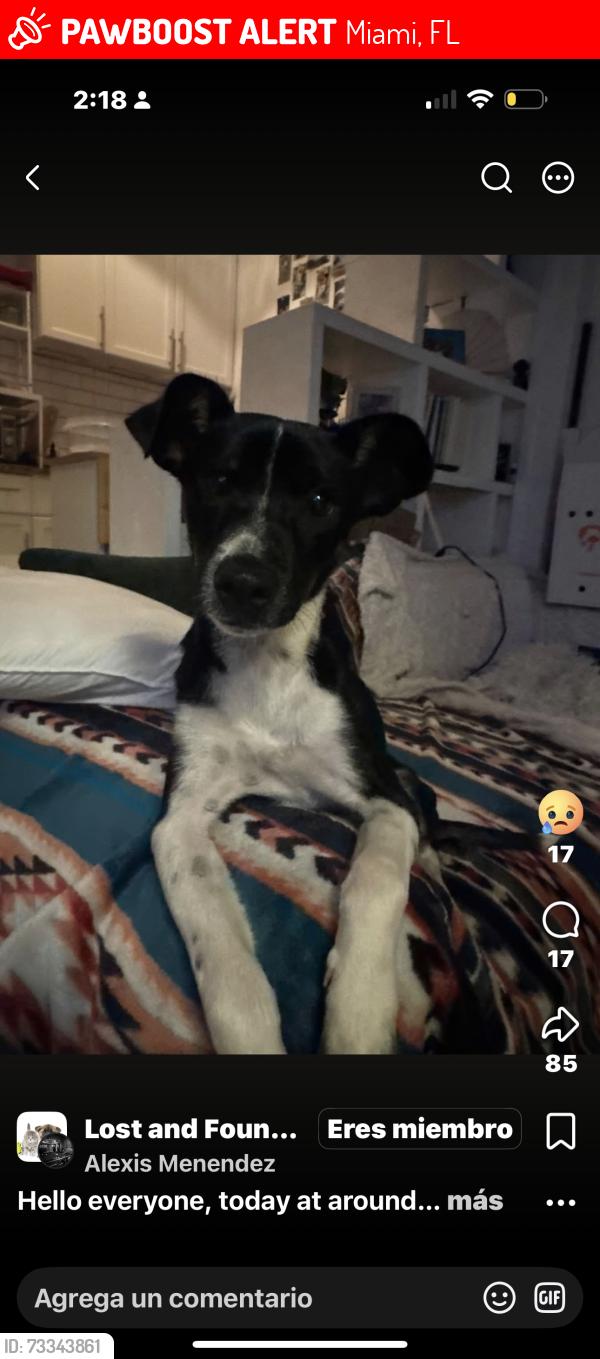 Lost Female Dog last seen Near street and 79 street, Miami, FL 33150