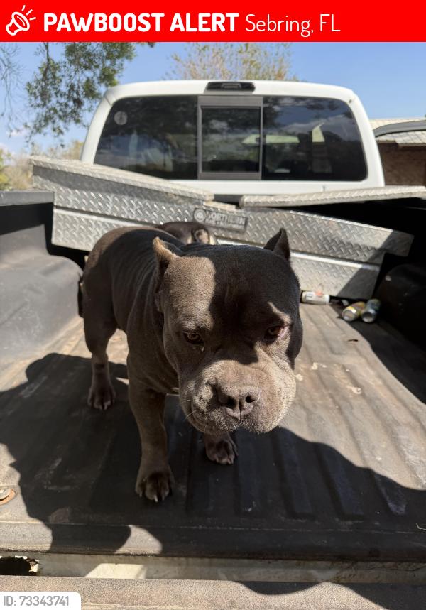 Lost Male Dog last seen Comet terrace & Corvette, Sebring, FL 33870