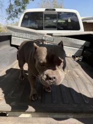 Lost Male Dog last seen Comet terrace & Corvette, Sebring, FL 33870