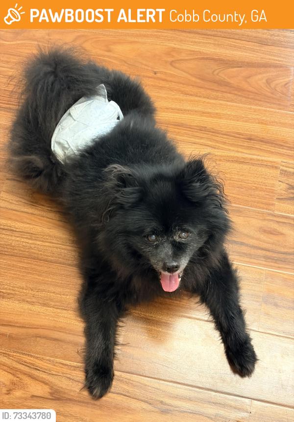Found/Stray Male Dog last seen Manor hse Dr. and Mabry Rd., Cobb County, GA 30062