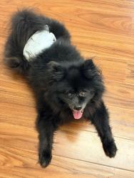 Found/Stray Male Dog last seen Manor hse Dr. and Mabry Rd., Cobb County, GA 30062