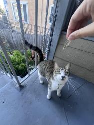 Reunited Female Cat last seen Ygnacio Ave, Oakland, CA 94601