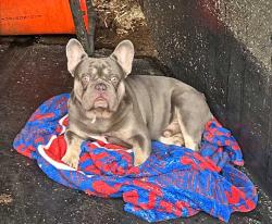 Reunited Male Dog last seen Grant and the blvd, Philadelphia, PA 19115