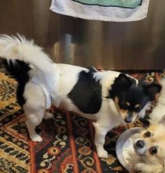 Reunited Male Dog last seen 13th st and 18th ave sw Cedar Rapids IA, Cedar Rapids, IA 52404