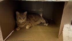 Reunited Female Cat last seen Dundas St w and St Clarens Ave, Toronto, ON 
