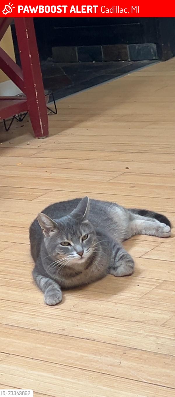 Lost Female Cat last seen Manistee, Cadillac, MI 49601