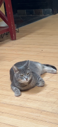 Lost Female Cat last seen Manistee, Cadillac, MI 49601