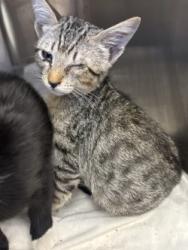 Shelter Stray Male Cat last seen Glenn Cir., 75149, TX, 1650 Gross Rd, Mesquite, TX 75149, USA