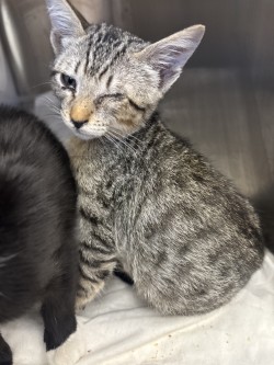 Shelter Stray Male Cat last seen Glenn Cir., 75149, TX, 1650 Gross Rd, Mesquite, TX 75149, USA