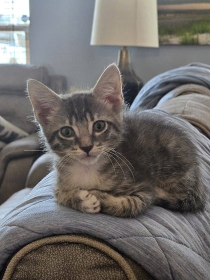 Shelter Stray Male Cat last seen Iona Lane, Inverness, FL, 4030 S Airport Rd, Inverness, FL 34450, USA