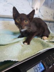 Shelter Stray Male Cat last seen property, Hernando, FL, 4030 S Airport Rd, Inverness, FL 34450, USA