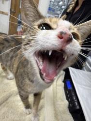Shelter Stray Female Cat last seen W Nobis Cir, Homosassa,, 4030 S Airport Rd, Inverness, FL 34450, USA
