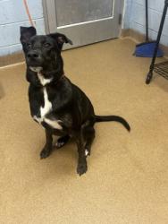 Shelter Stray Male Dog last seen Near Pleasantbrook Village Ln Atlanta, 30340, 30340, GA, 3280 Chamblee Dunwoody Rd, Chamblee, GA 30341, USA
