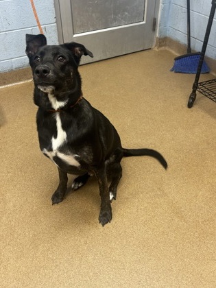 Shelter Stray Male Dog last seen Near Pleasantbrook Village Ln Atlanta, 30340, 30340, GA, 3280 Chamblee Dunwoody Rd, Chamblee, GA 30341, USA
