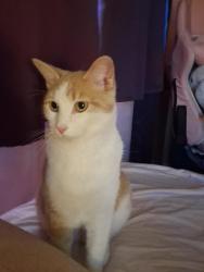 Found/Stray Male Cat last seen Sahuara and McKinnley, Tucson, AZ 85711