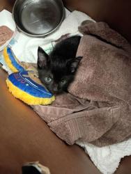 Shelter Stray Female Cat last seen Near Donald Lee Hollowell PKWY, Atlanta, GA, 1251 Fulton Industrial Blvd NW, Atlanta, GA 30336, USA