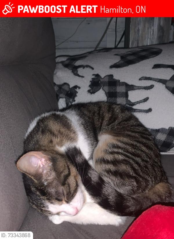 Lost Female Cat last seen Dundurn street north, Hamilton, ON 