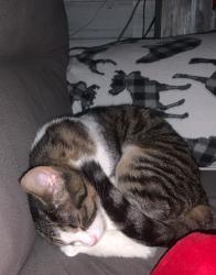 Lost Female Cat last seen Dundurn street north, Hamilton, ON 