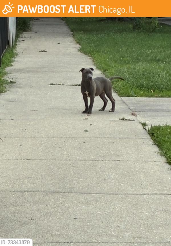 Found/Stray Female Dog last seen North lotus ave and west end, Chicago, IL 60644