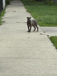 Found/Stray Female Dog last seen North lotus ave and west end, Chicago, IL 60644