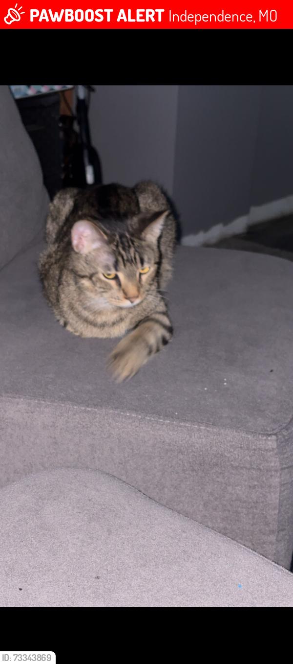 Lost Male Cat last seen Noland rd and 24 hwy independence mo, Independence, MO 64056