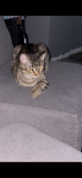 Lost Male Cat last seen Noland rd and 24 hwy independence mo, Independence, MO 64056