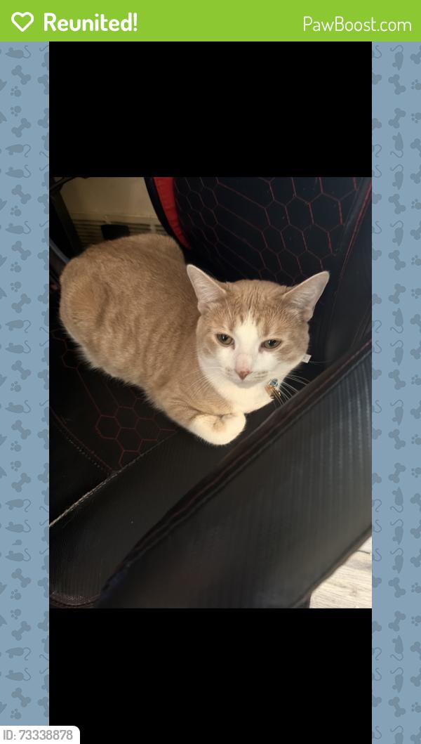 Reunited Male Cat last seen Baldwin and Barberry, Palatine, IL 60074