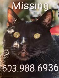 Lost Male Cat last seen Davidson’s Campground, Bristol, NH 03222