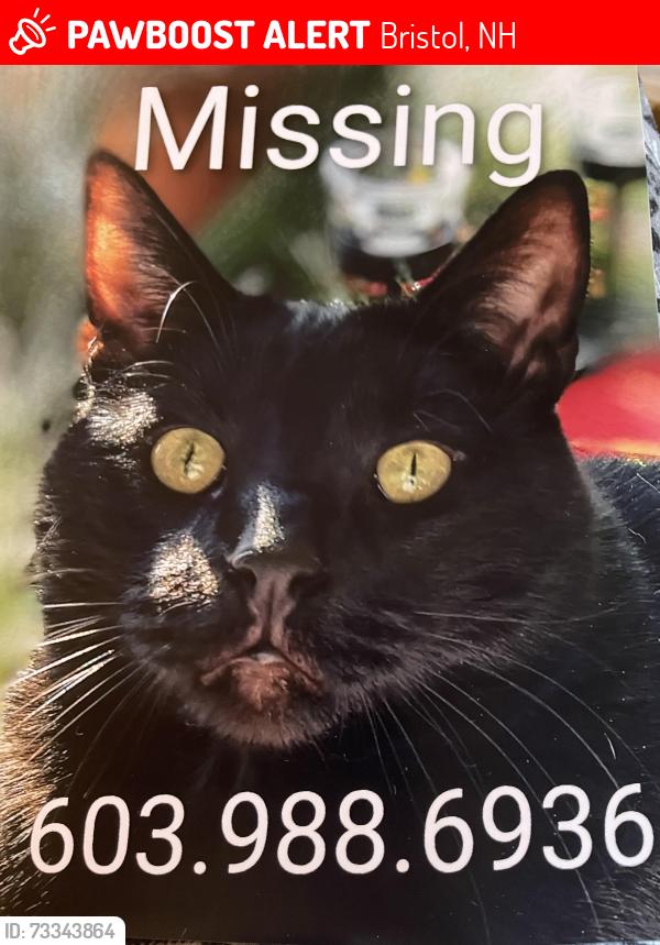 Lost Male Cat last seen Davidson’s Campground, Bristol, NH 03222