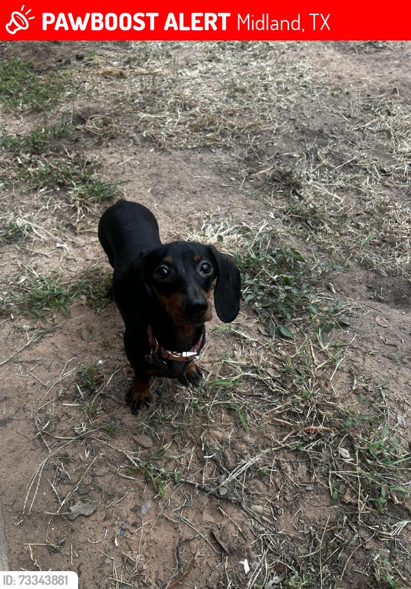 Lost Female Dog last seen Airline mobile home park, Midland, TX 79706