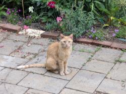 Reunited Male Cat last seen NE Rodney Ave between Graham and Stanton St, Portland, OR 97212