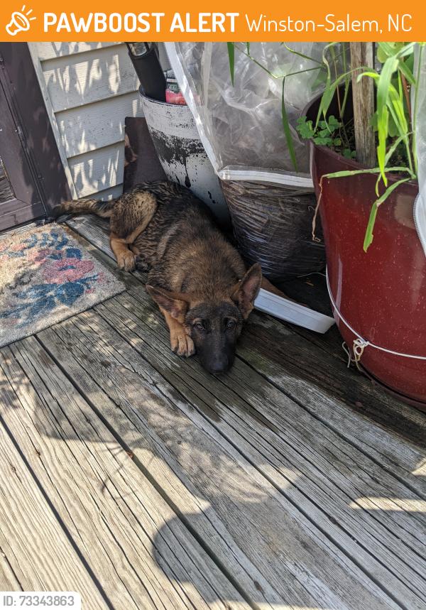 Found/Stray Unknown Dog last seen Woodvale/ Ellerbe Ave, Winston-Salem, NC 27127