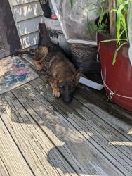 Found/Stray Unknown Dog last seen Woodvale/ Ellerbe Ave, Winston-Salem, NC 27127