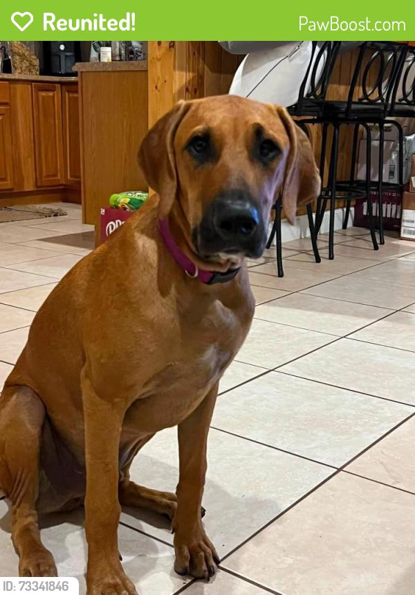 Reunited Male Dog last seen Williams Rd/ Turnbull Bay, New Smyrna Beach, FL 32168