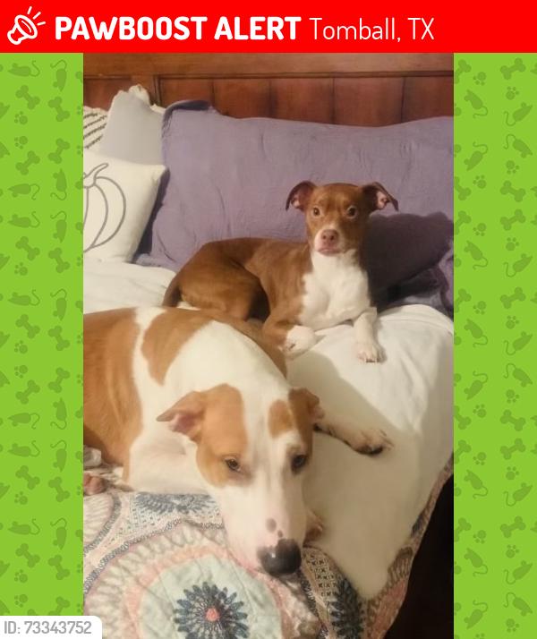 Lost Male Dog last seen Boudreaux and hamish rd, Tomball, TX 77377