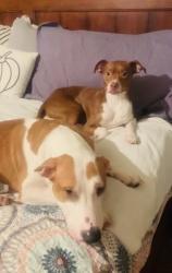 Lost Male Dog last seen Boudreaux and hamish rd, Tomball, TX 77377