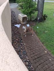 Found/Stray Female Dog last seen Neighborhood, Houston, TX 77024