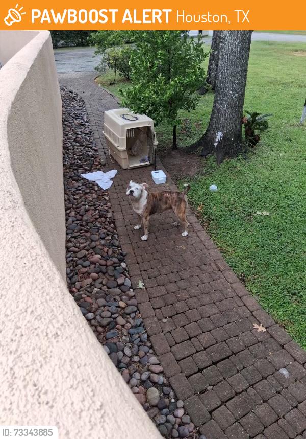 Found/Stray Female Dog last seen Neighborhood, Houston, TX 77024