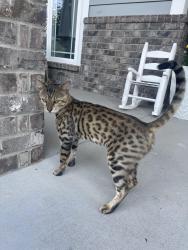 Lost Male Cat last seen Seen on Sentry Ct and Meadowhill, Murfreesboro, TN 37130
